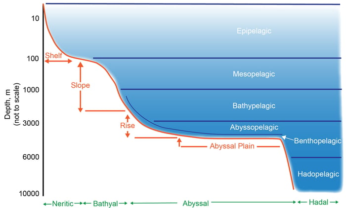 Schematic_representation_of_pelagic_and_benthic_zones