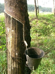 rubber tree sap